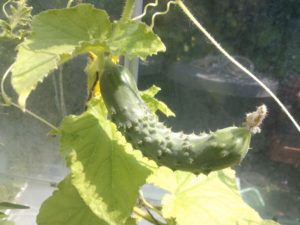 the 5 easiest vegetables to grow in a container, cucmber
