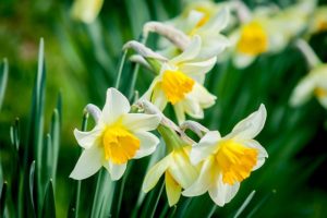 the top five poisonous plants for dogs - daffodils