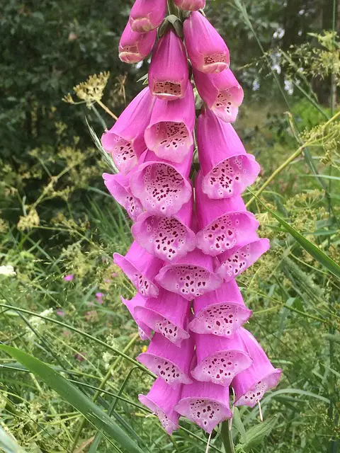 The Top Five Poisonous Plants For Dogs foxgloves Growing Guides