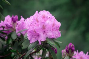 the top five poisonous plants for dogs-rhododendrons