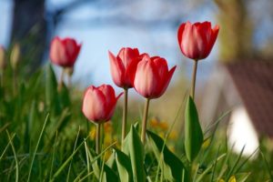 the top five poisonous plants for dogs-tulips