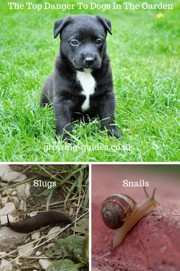 The Top Danger To Dogs In The Garden