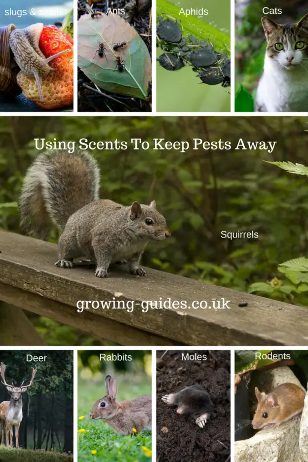 Using Scents To Keep Pests Away
