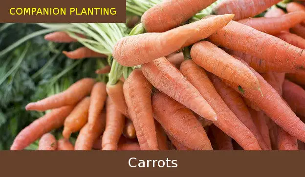 companion planting carrots