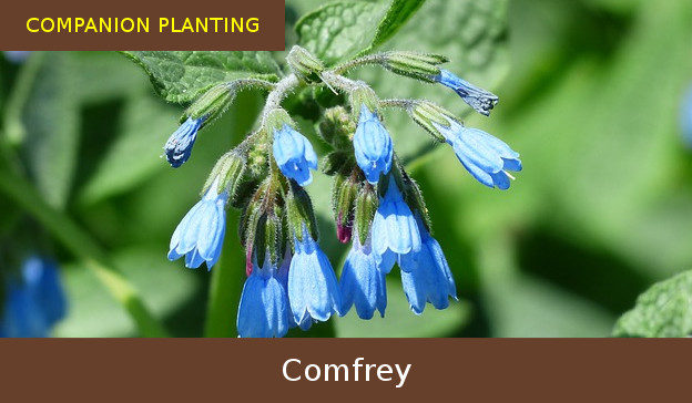companion planting comfrey