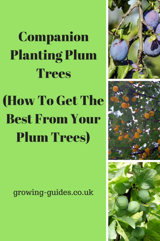 Companion Planting Plum Trees [Get More From Your Plum Trees] Growing Guides