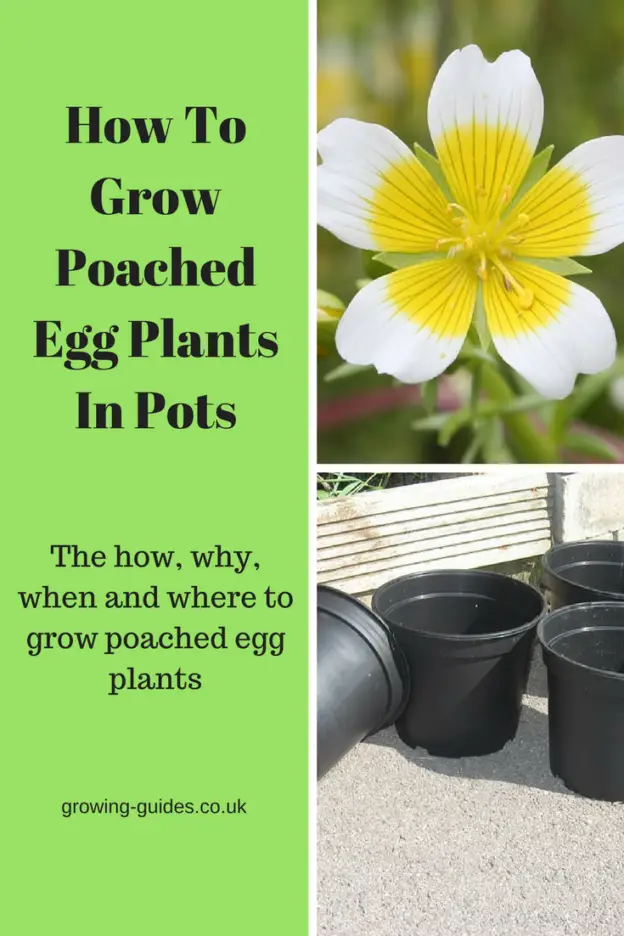 How To Grow Poached Egg Plants In Pots