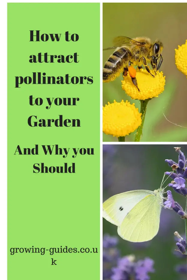 How to attract pollinators to your Garden