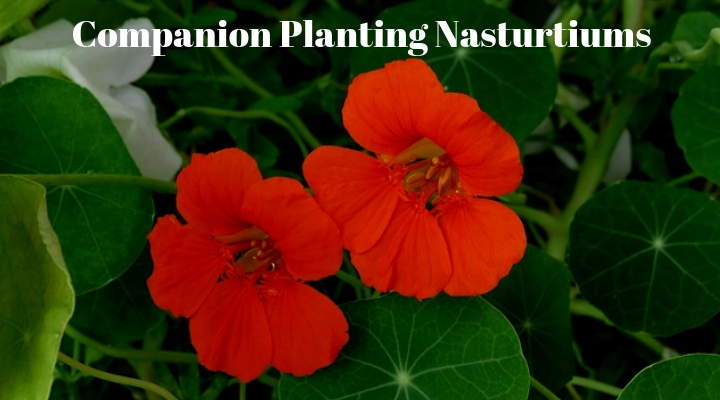 Companion Planting Nasturtiums (1)