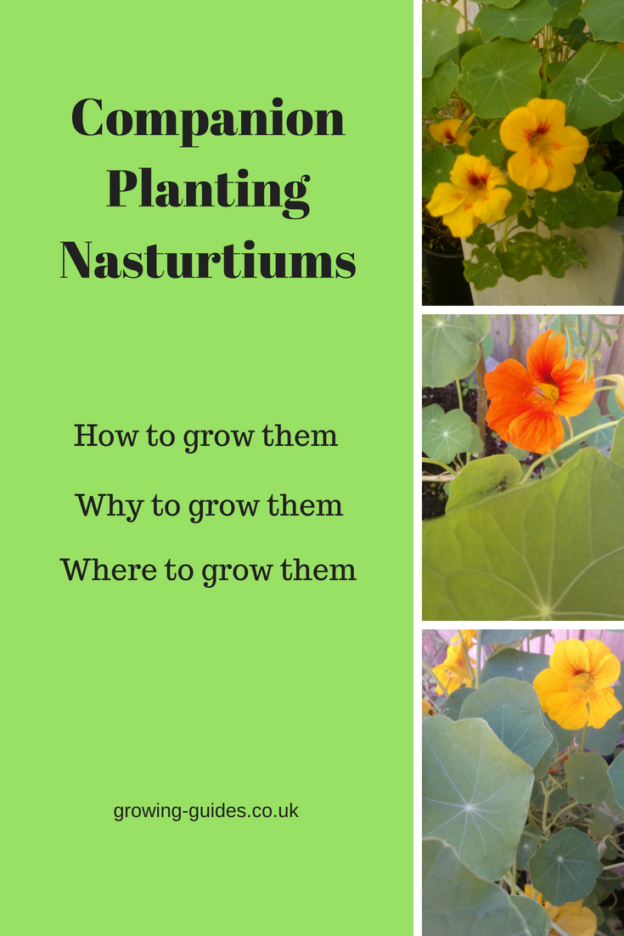 Companion Planting Nasturtiums