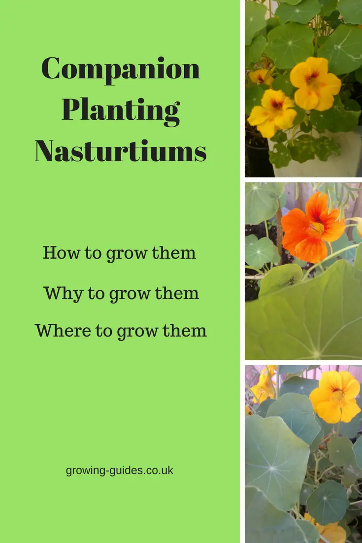 Image of Nasturtium rhubarb companion plant