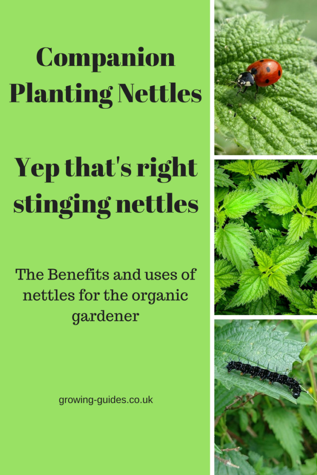 Image of Nettle and Strawberries companion planting trees