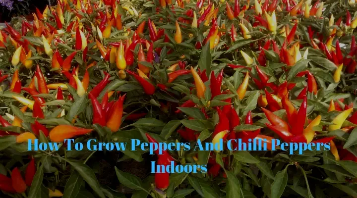 How to grow peppers and chilli peppers indoors