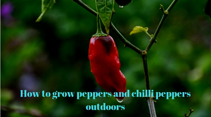 how to grow peppers outdoors