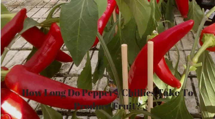 How Long Do Peppers_Chillies Take To Produce Fruit_