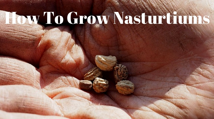 How To Grow Nasturtiums