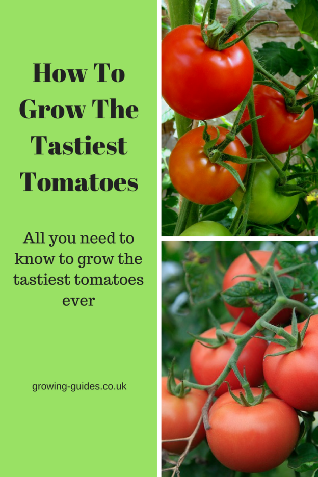 How To Grow The Tastiest Tomatoes