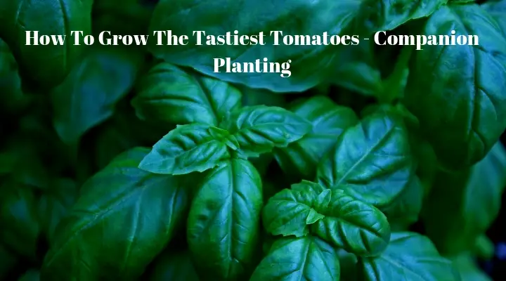 How To Grow The Tastiest Tomatoes - Companion Planting