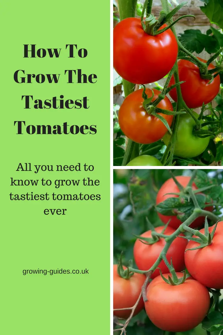 How To Grow The Tastiest Tomatoes | Growing Guides