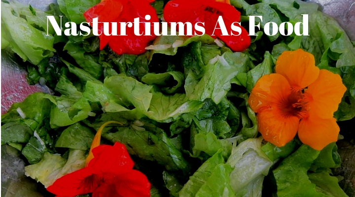 Nasturtiums As Food 