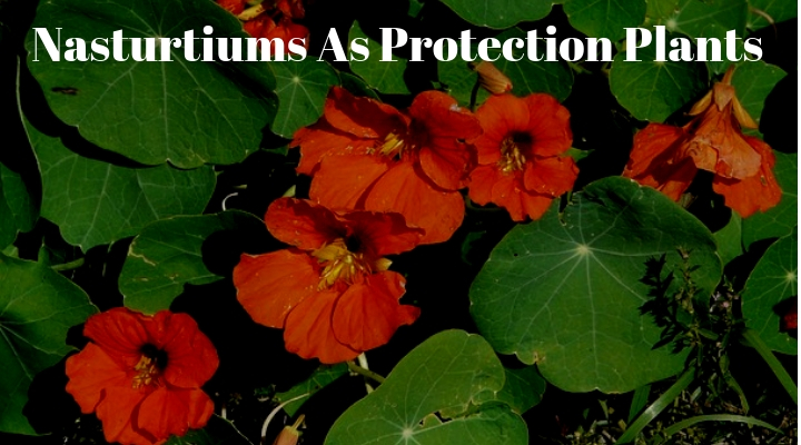 Nasturtiums As Protection Plants