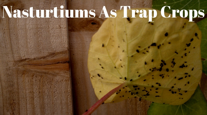 Nasturtiums As Trap Crops