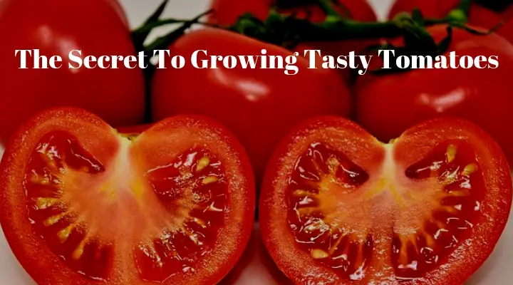 The Secret To Growing Tasty Tomatoes
