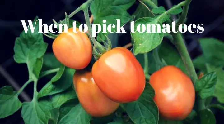 When to pick tomatoes 