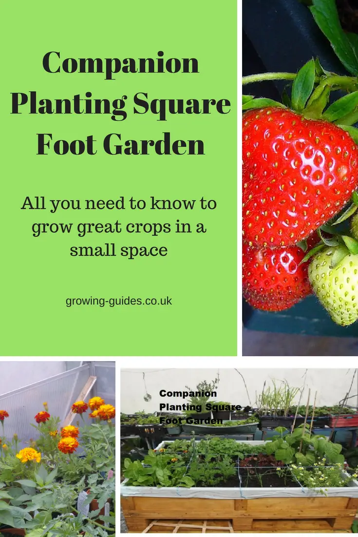 Companion Planting Square foot Garden - Growing Guides