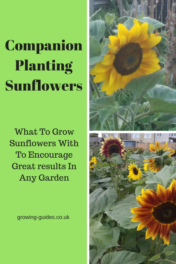 Image of Sunflowers companion plant with squash