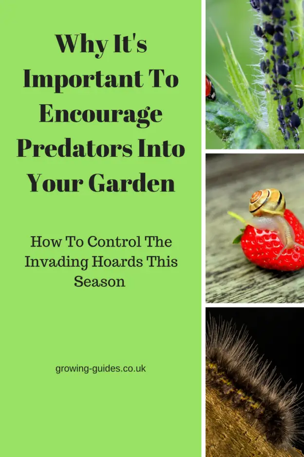 Why It's Important To Encourage Predators Into Your Garden