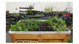 companion planting square foot gardening