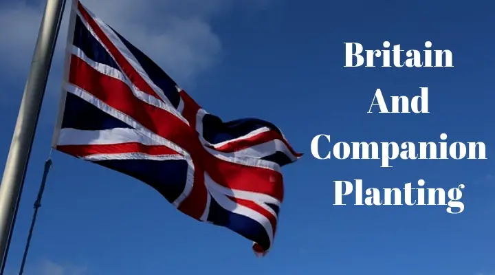 Britain And Companion Planting