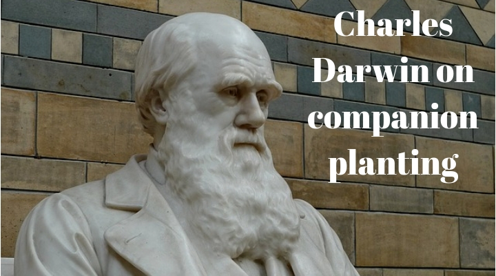 Charles Darwin on companion planting