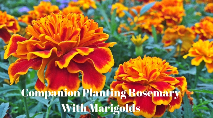 Companion Planting Rosemary With Marigolds