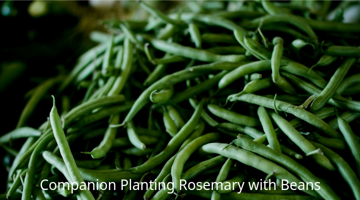 Companion Planting Rosemary with Beans