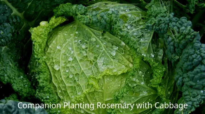 Companion Planting Rosemary with Cabbage