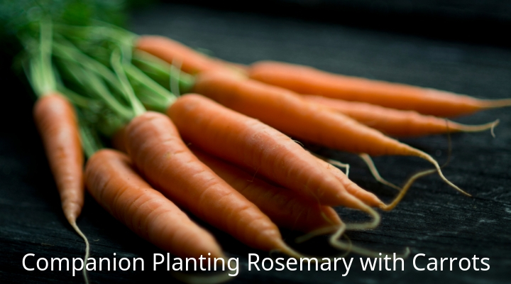 Companion Planting Rosemary with Carrots