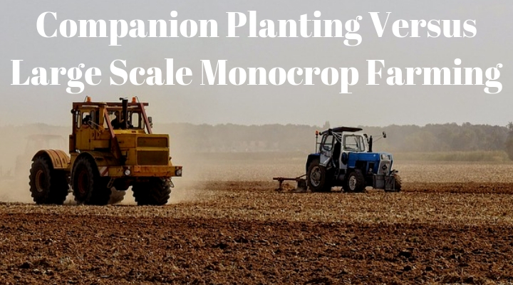 Companion Planting Versus Large Scale Monocrop Farming