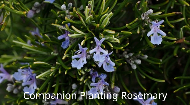 Companion Planting with Rosemary