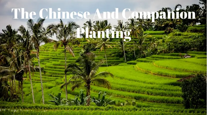 The Chinese And Companion Planting