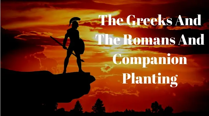 The Greeks And The Romans And Companion Planting