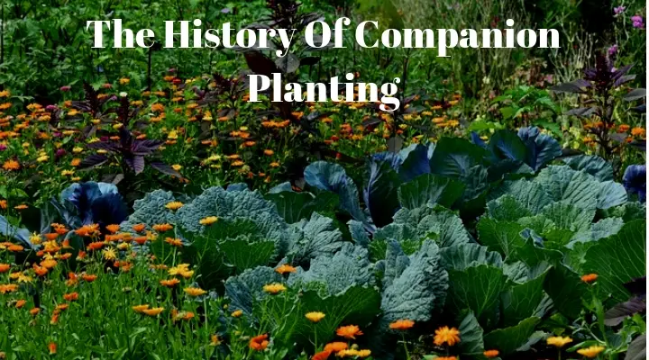 The History Of Companion Planting 