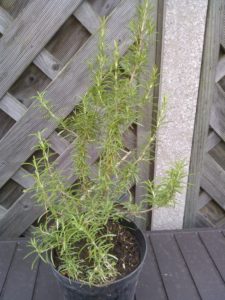 growing rosemary in containers