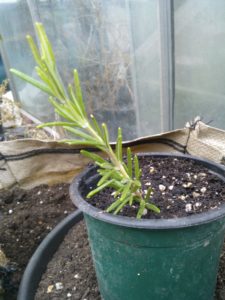 growing rosemary from cuttings