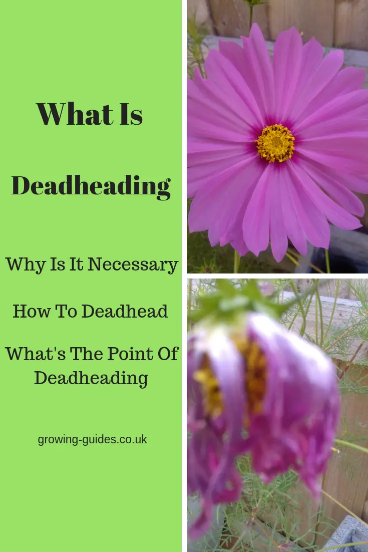 What Is Deadheading? Growing Guides