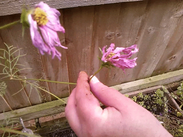 how to deadhead flowers