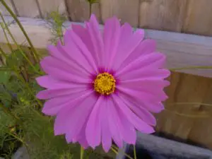 what is deadheading cosmos