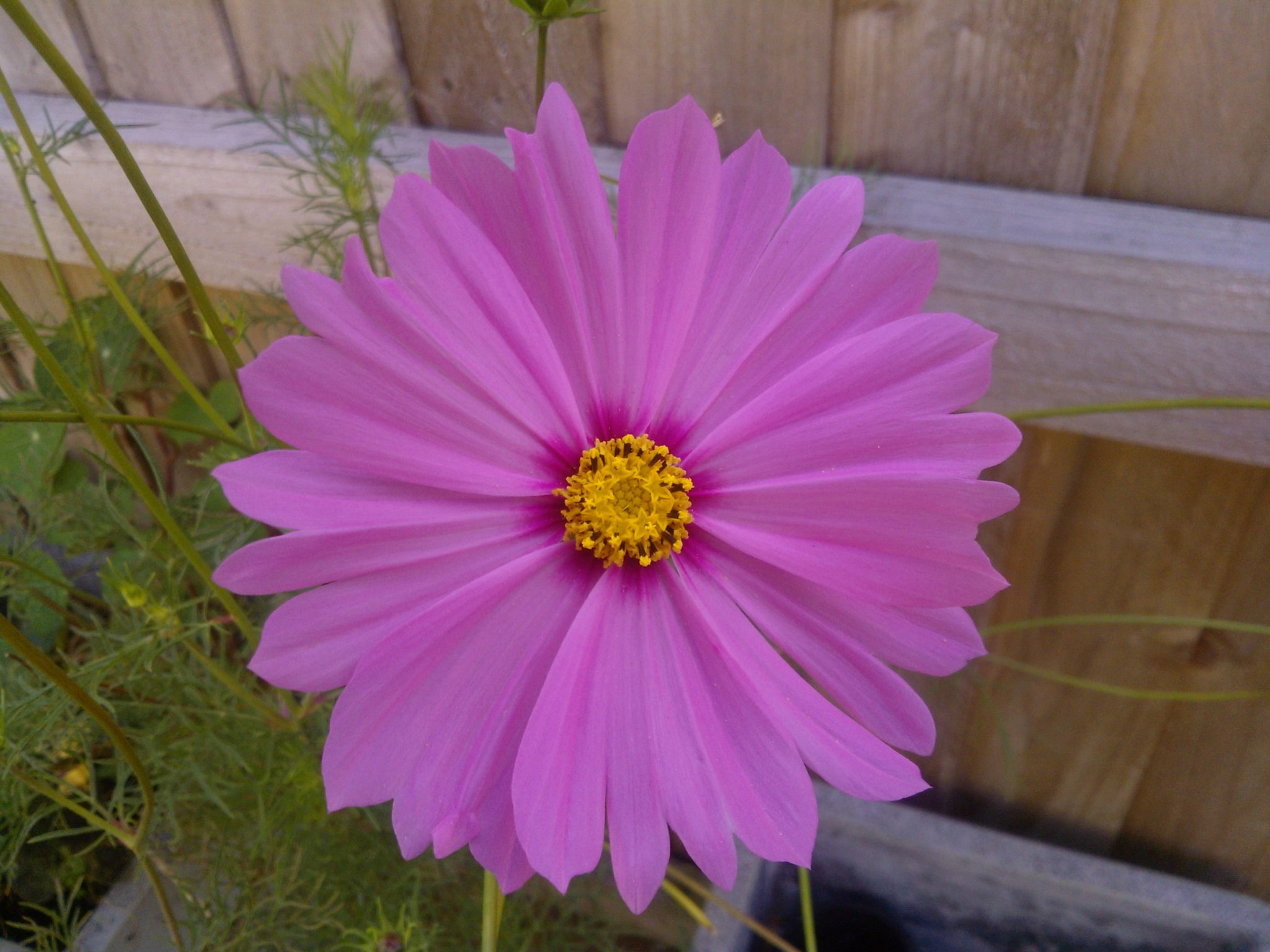 what is deadheading cosmos Growing Guides