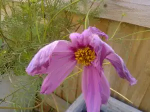 what is deadheading dying flower